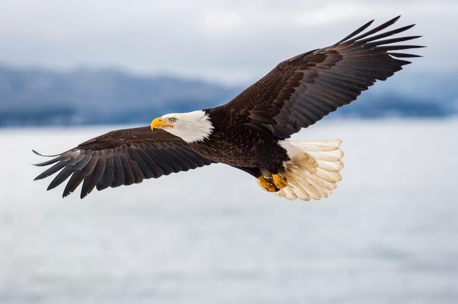 Seattle: Half-Day Wildlife and Whale Watching Cruise - Finding orcas, humpbacks, and gray whales