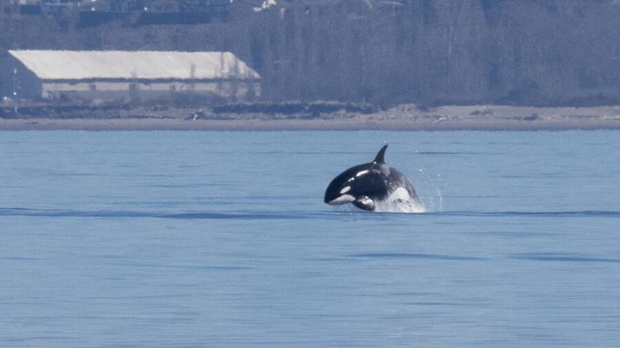 Seattle: Half-Day Wildlife and Whale Watching Cruise - Other wildlife between whale sightings