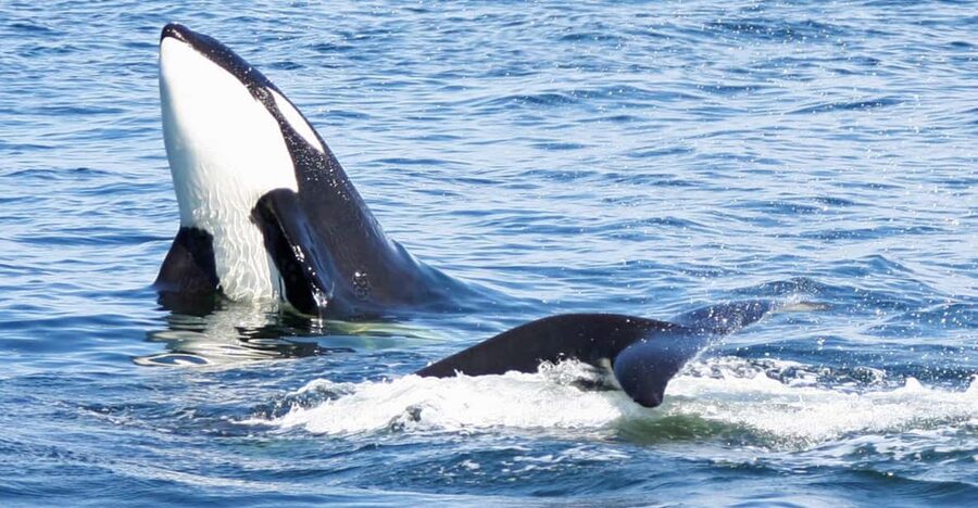 Seattle: Half-Day Wildlife and Whale Watching Cruise - Food, drinks, and the long ride north