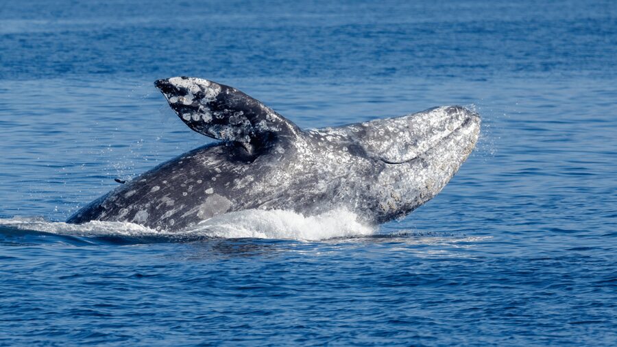 Seattle: Half-Day Wildlife and Whale Watching Cruise - Who will enjoy this cruise most?