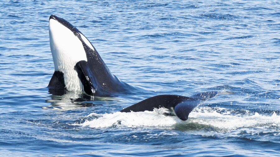 Seattle: Half-Day Wildlife and Whale Watching Cruise - Practical advice before you go