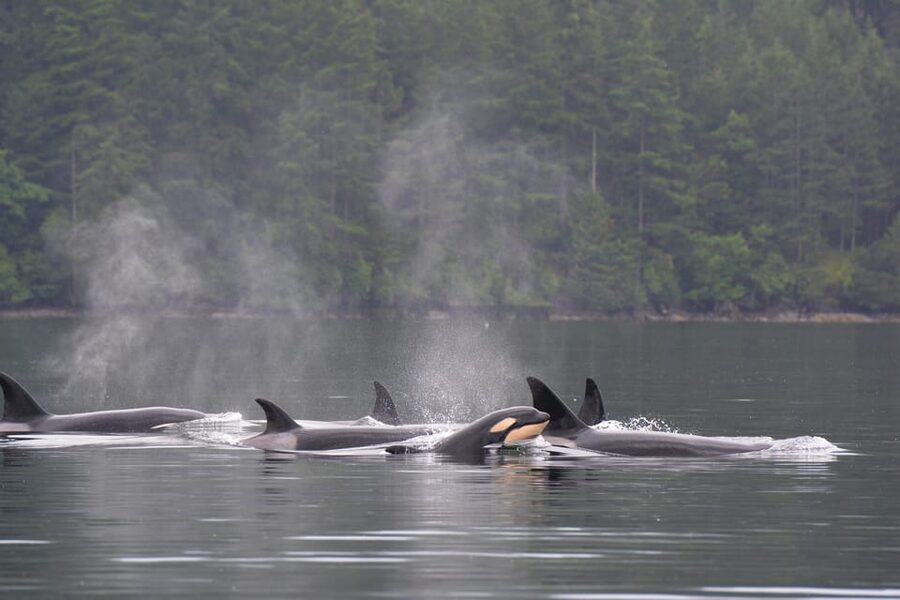 Seattle: Half-Day Wildlife and Whale Watching Cruise - Cruising the Salish Sea