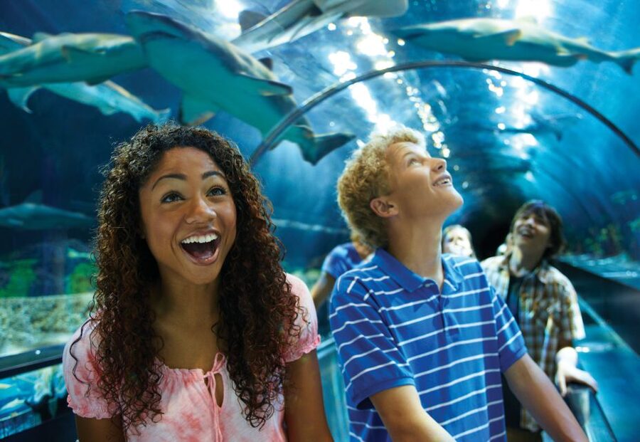 SeaWorld Orlando: Park Admission Ticket - Penguin Trek and the Antarctic section