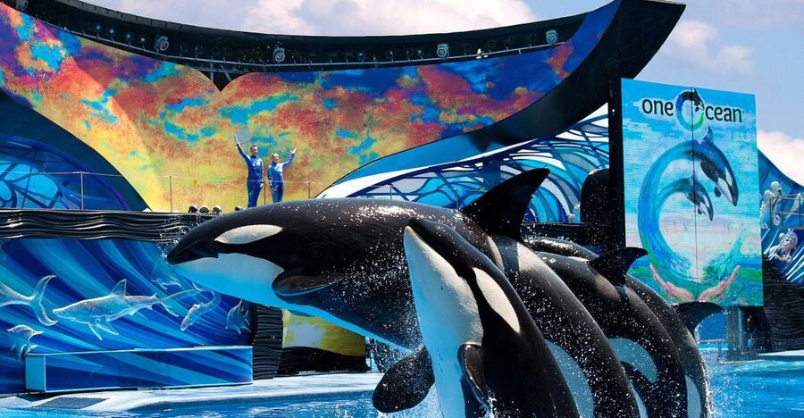 SeaWorld Orlando: Park Admission Ticket - Starting the day with Mako, Manta, and Pipeline