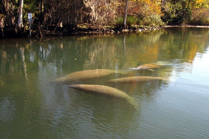 See Crystal River - Mantee & Wildlife Viewing Cruise - Setting Out From 135 NE 3rd Street