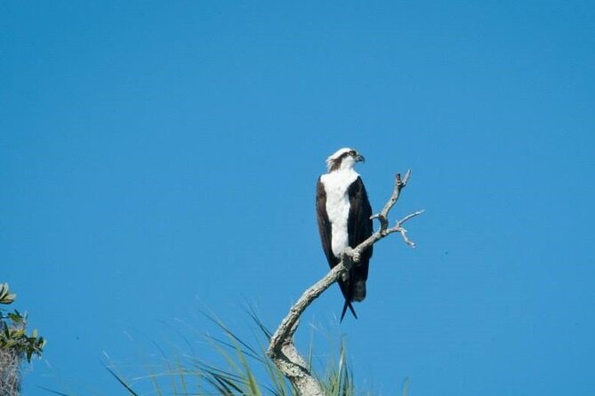 See Crystal River - Mantee & Wildlife Viewing Cruise - Finding Manatees in Warm Spring Water