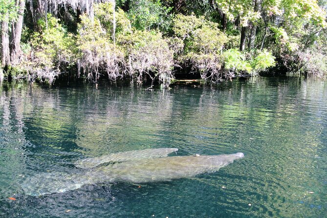 See Crystal River - Mantee & Wildlife Viewing Cruise - Clear Water Is Not Guaranteed