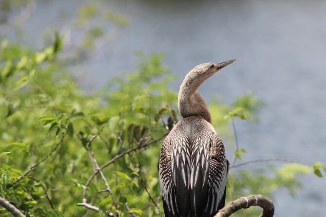See Crystal River - Mantee & Wildlife Viewing Cruise - The Captain Makes the Difference