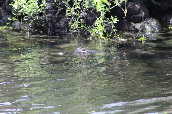 See Crystal River - Mantee & Wildlife Viewing Cruise - Birds, Dolphins, and the Wider Wildlife Picture
