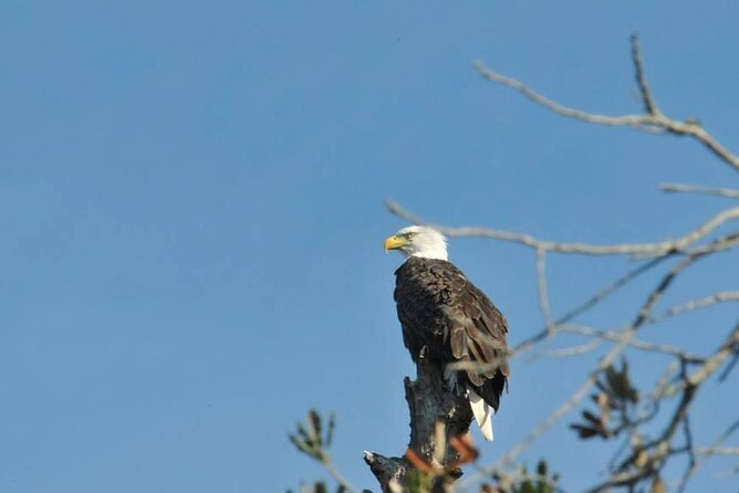 See Crystal River - Mantee & Wildlife Viewing Cruise - Is $42.95 a Fair Price?