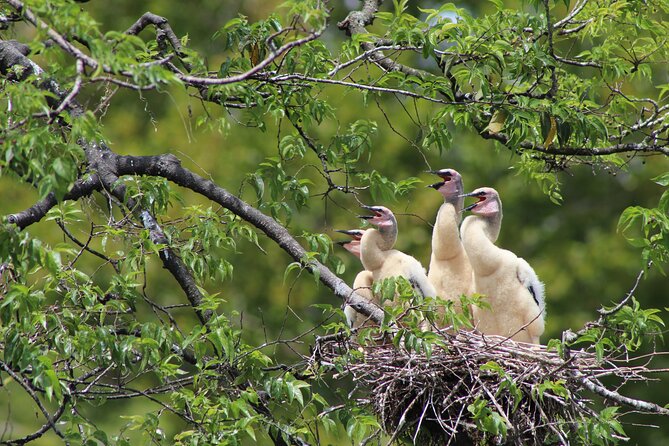 See Crystal River - Mantee & Wildlife Viewing Cruise - Families, Older Adults, and Access