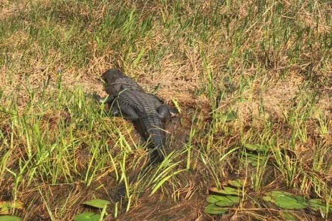 Semi-Private 1-Hour Airboat Tour of Miami Everglades - Key points for your one-hour ride