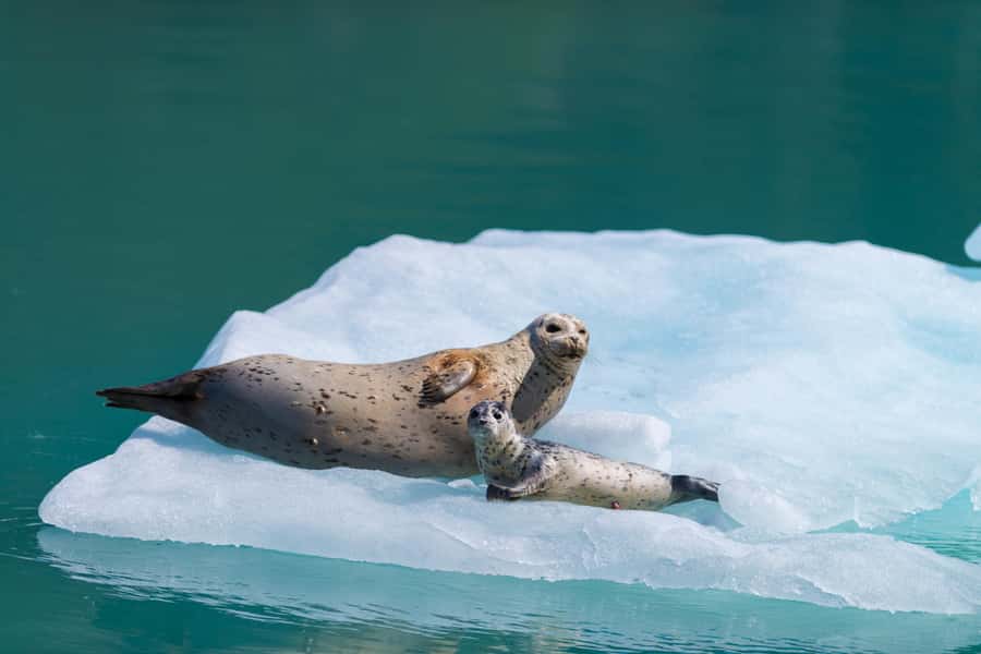 Seward: Kenai Fjords National Park Catamaran Cruise w/Lunch - Meeting the boat in Seward