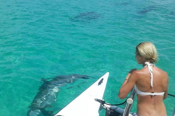 Shallow Water Snorkeling and Dolphin Watching in Key West - Key points to know before booking