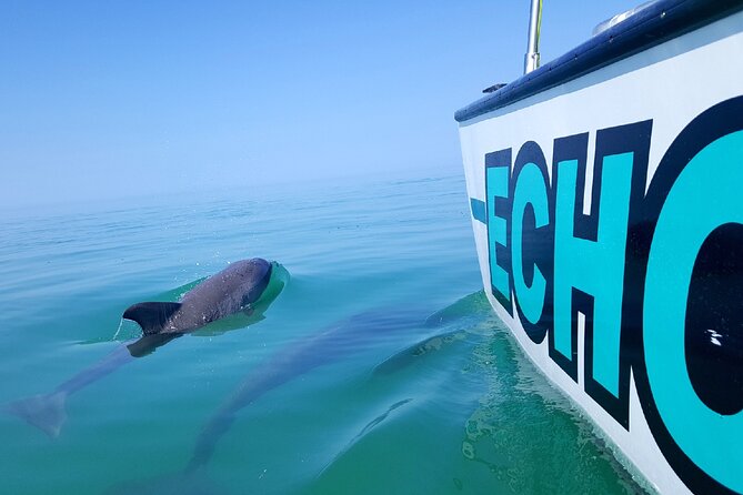 Shallow Water Snorkeling and Dolphin Watching in Key West - Meeting the Echo at Key West Bight Marina