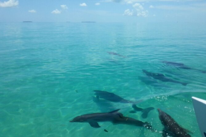 Shallow Water Snorkeling and Dolphin Watching in Key West - Practical tips for a smoother afternoon