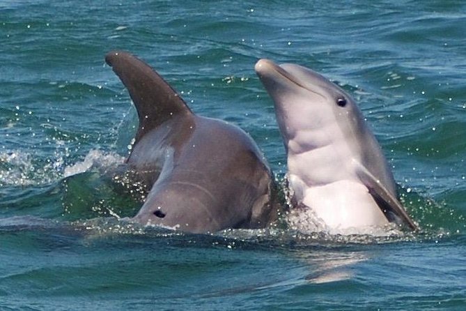 Shark and Wildlife Viewing Adventure in Key West - Key things to know before booking