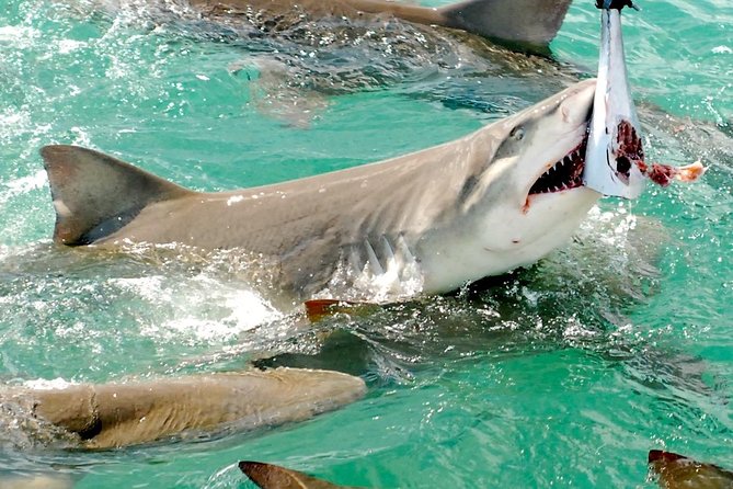 Shark and Wildlife Viewing Adventure in Key West - A steady ride aboard Tiger Cat