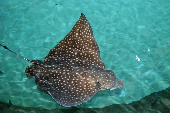 Shark and Wildlife Viewing Adventure in Key West - Four miles offshore, the shark encounter begins