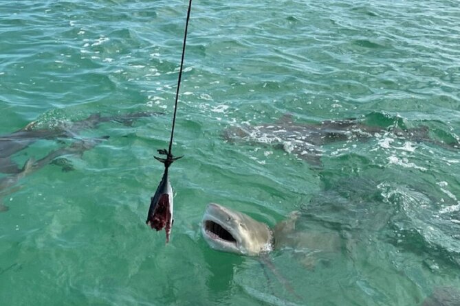 Shark and Wildlife Viewing Adventure in Key West - Who will enjoy this Key West boat trip?