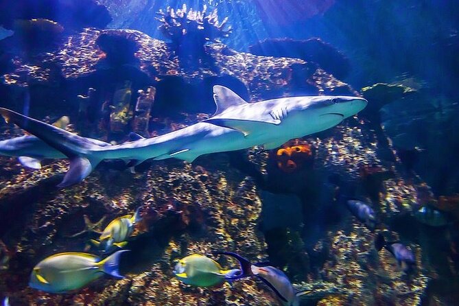 Shark Reef at Mandalay Bay Hotel and Casino - Touching rays and horseshoe crabs