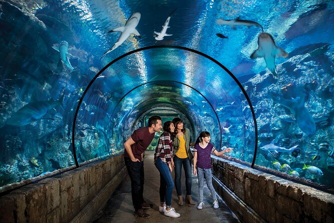 Shark Reef at Mandalay Bay Hotel and Casino - Reptiles, Amazon predators, and tropical fish