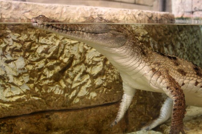 Shark Reef at Mandalay Bay Hotel and Casino - How long the visit really takes