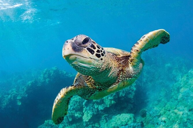 Shark Reef at Mandalay Bay Hotel and Casino - Is $29.75 good value?