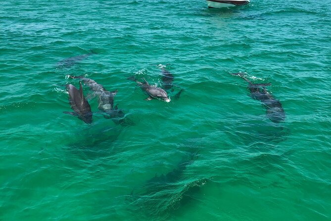 Shell Island Snorkel and Dolphin Catamaran Cruise with Island Time - A catamaran ride with a party mood