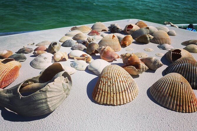 Shell Island Snorkel and Dolphin Catamaran Cruise with Island Time - Timing, weather, and what to pack