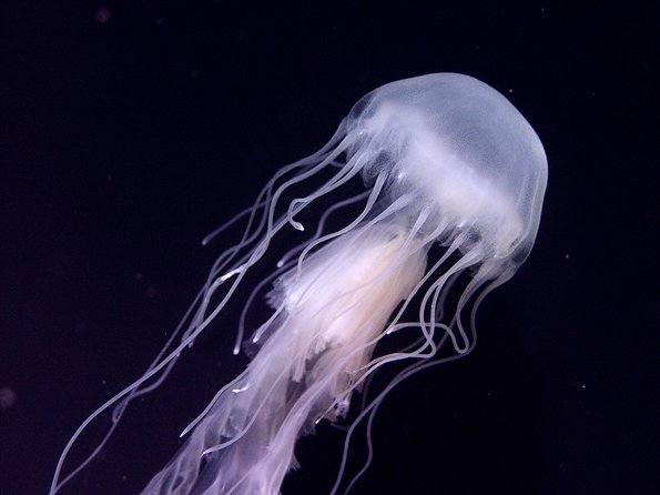Skip the Ticketing Line: Aquarium of the Pacific General Admission Ticket - Entering the Aquarium at Long Beach Harbor