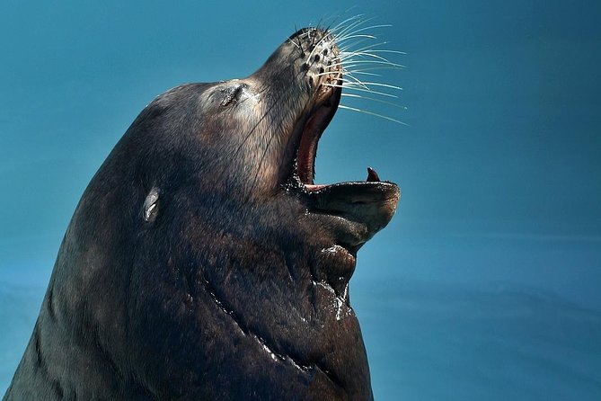 Skip the Ticketing Line: Aquarium of the Pacific General Admission Ticket - Sea Otters, Penguins, Jellies, and Smaller Creatures