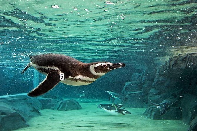 Skip the Ticketing Line: Aquarium of the Pacific General Admission Ticket - The Aquarium’s Three Pacific Regions