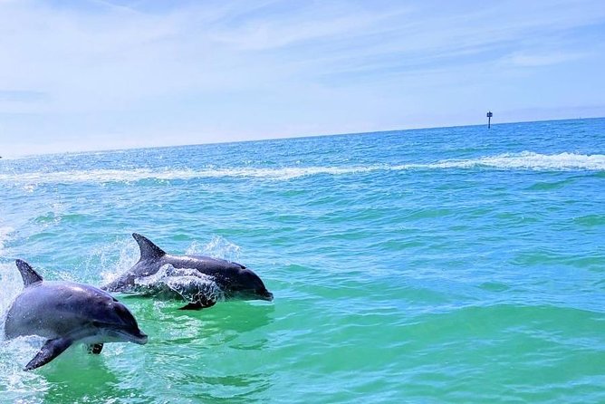 Small Group 2 Hour Dolphin Cruise with Snorkeling to Shell Key - What the snorkeling stop is really like