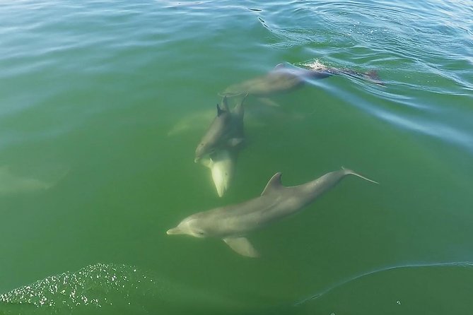 Small Group 2 Hour Dolphin Cruise with Snorkeling to Shell Key - Small-group service and the captain factor