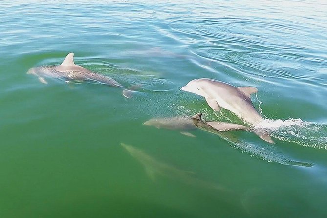 Small Group 2 Hour Dolphin Cruise with Snorkeling to Shell Key - Who will enjoy this trip most?