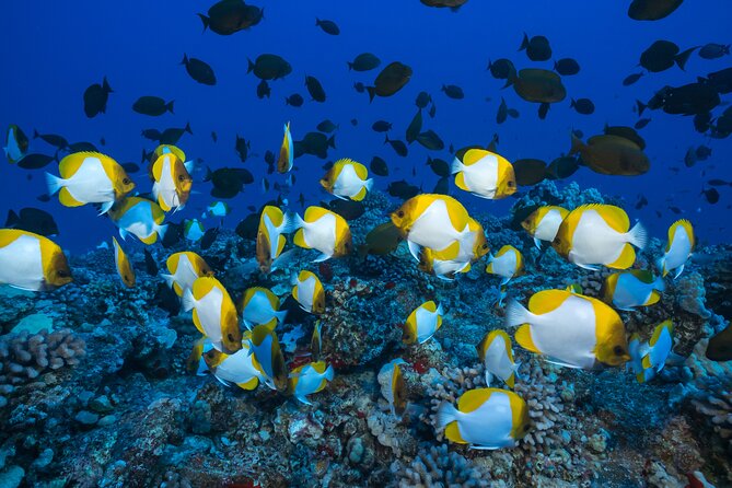 Small Group Coral Gardens Snorkel & Waterslide Adventure - What is included for $130.95