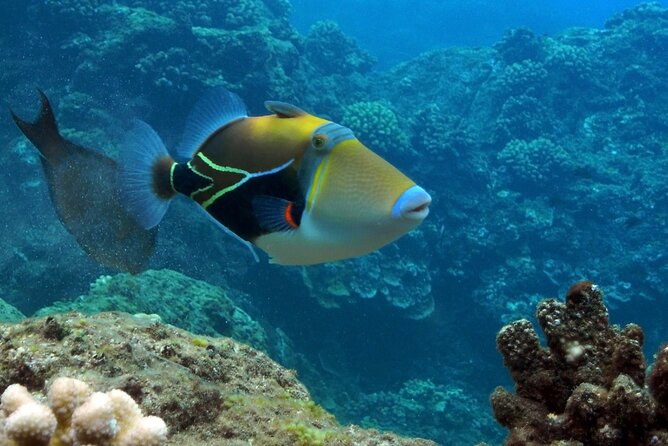 Small Group Coral Gardens Snorkel & Waterslide Adventure - Coral Gardens, the main snorkeling stop
