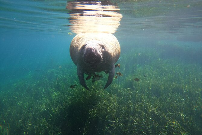 Small Group Manatee Snorkel Tour with In-Water Guide and Photographer - The Guide Makes a Big Difference