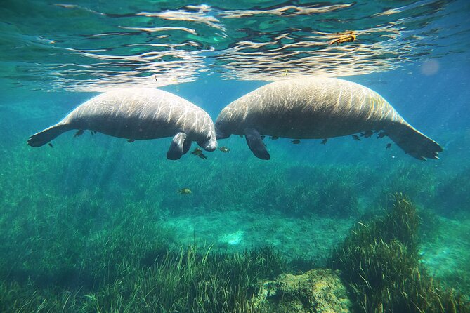 Small Group Manatee Snorkel Tour with In-Water Guide and Photographer - Underwater Photos and Videos Cost Extra