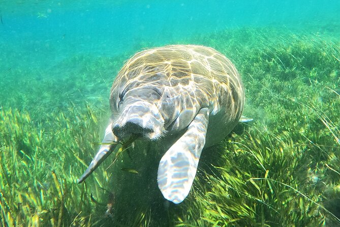 Small Group Manatee Snorkel Tour with In-Water Guide and Photographer - Is $89.99 a Good Value?