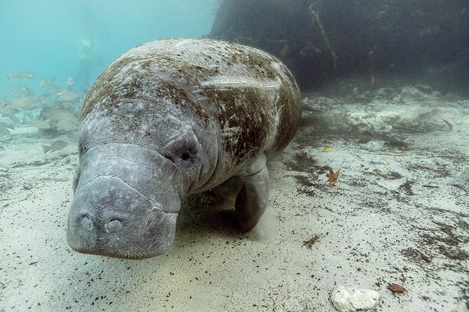 Small group Manatee Tour with In-Water Divemaster/Photographer - Why Crystal River is the right place for a manatee swim
