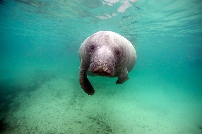 Small group Manatee Tour with In-Water Divemaster/Photographer - Choosing the best season and departure time