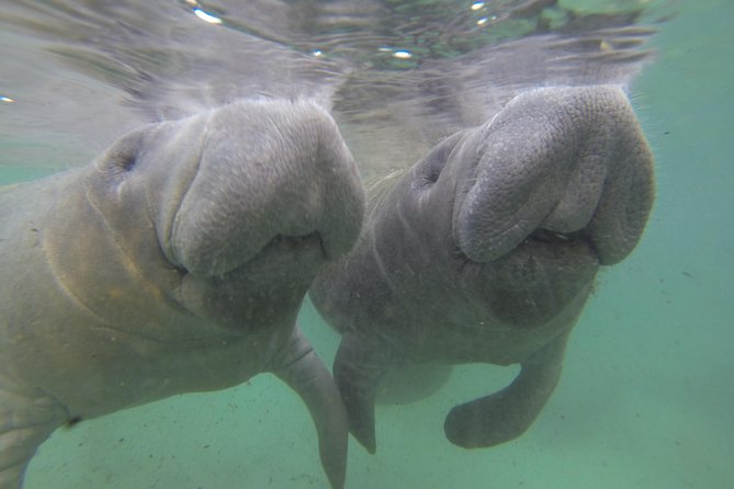Small group Manatee Tour with In-Water Divemaster/Photographer - The three-hour itinerary, from dock to spring water