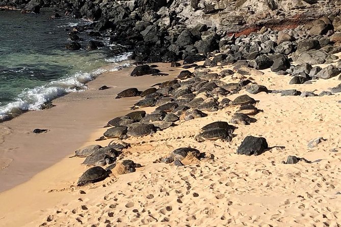 Small-Group Road to Hana Adventure Tour with Pickup & Lunch - Wai’anapanapa’s Black Sand, Caves, and Blowhole