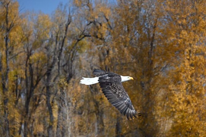 Snake River Scenic Float - Wildlife along the Snake River