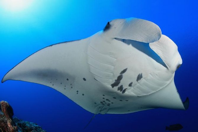 Snorkel with Manta Rays Guaranteed - The safety briefing sets the tone