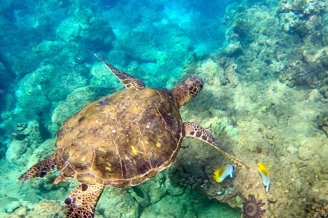 Snorkeling for Non-Swimmers with Photos Guided Tour Wailea Beach - Reaching the reef by paddleboard or raft