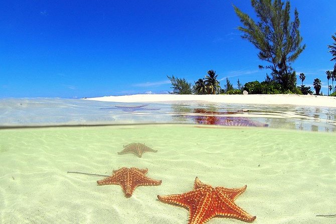 Stingray City and Starfish Experience with Coral Reef Snorkeling - The three things worth knowing first