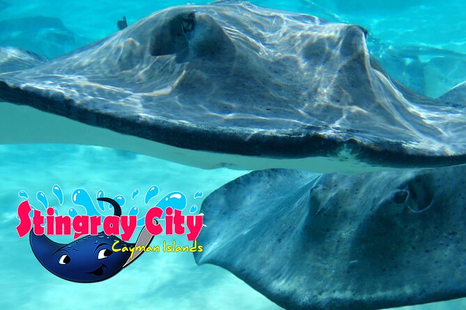 Stingray City and Starfish Experience with Coral Reef Snorkeling - Is $65 a good value?
